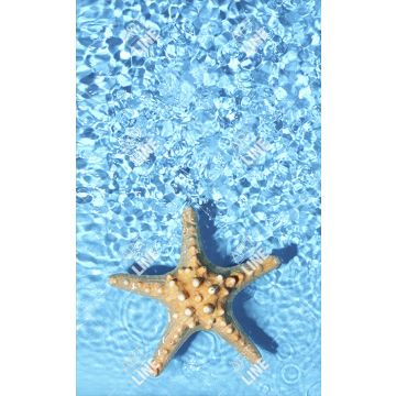 Coppia Salviette Bagno Starfish